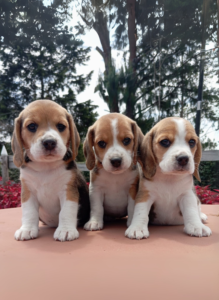 Beagle