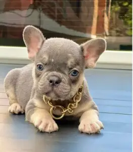 Bulldog Francés