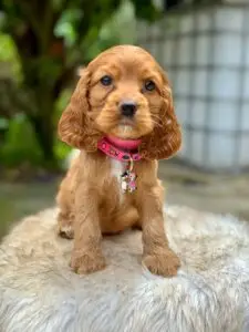 Cocker Spaniel