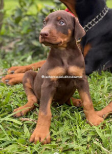 Doberman