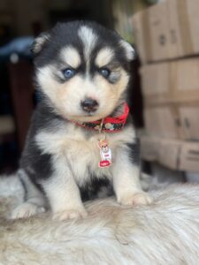 Husky Siberiano