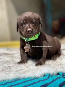 Labrador