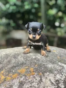 Pincher