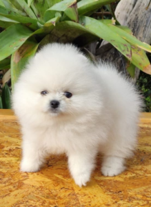 Pomerania