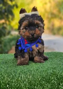 Yorkie